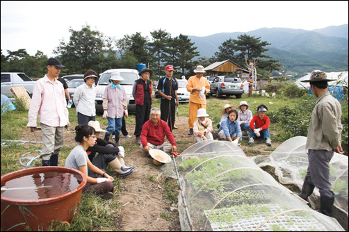 오늘은 포트속의 배추모종이 많이 자라서 밭으로 옮겨 심는 날입니다. 